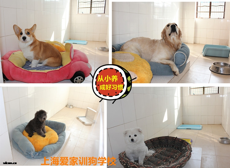 爱家狗狗房间拼图,狗狗学校.jpg