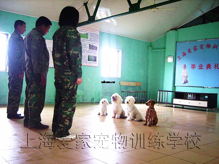 上海爱家训狗学校,狗狗培训.jpg