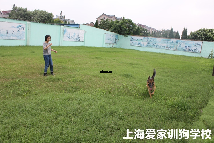 爱家训狗学校,爱家训狗基地.jpg