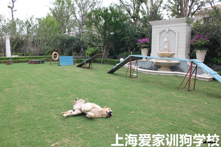 狗狗培训,狗狗学校,爱家训狗,训犬基地.jpg