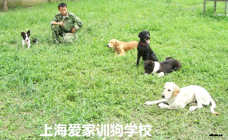 狗狗训练,狗学校,上海爱家狗学校.jpg
