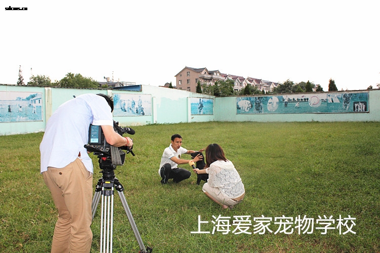 训狗学校,狗狗学校,宠物训练学校.jpg