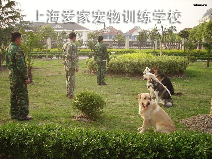 训狗,训狗基地,训狗学校.jpg