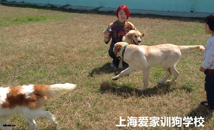 狗学校,训狗学校,训狗基地,爱家狗训练.jpg