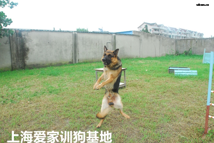 宠物学校,上海爱家宠物学校.jpg 宠物学校,上海爱家宠物学校.jpg