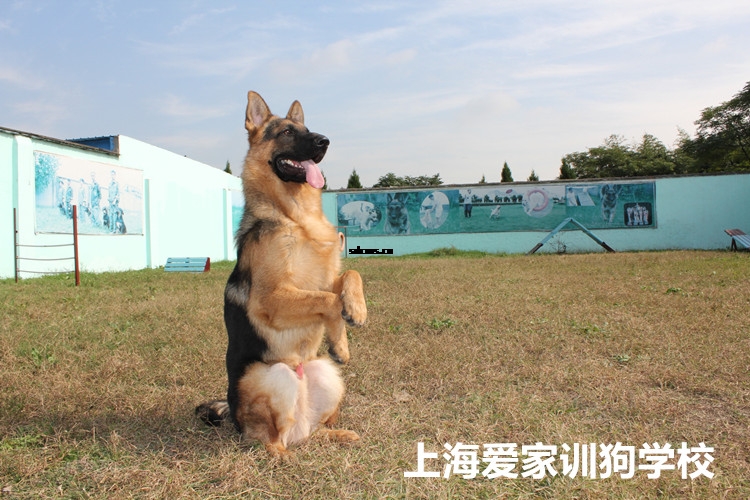 德牧训练,训练德牧犬,狗狗学校.jpg