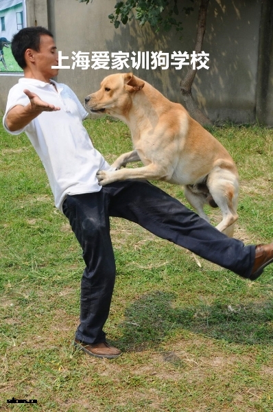 狗狗培训,训狗.jpg