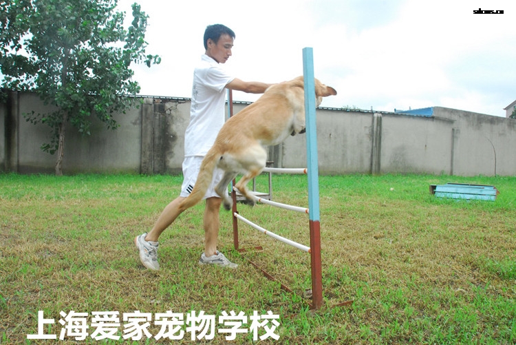 狗狗培训学校,狗狗学校.jpg