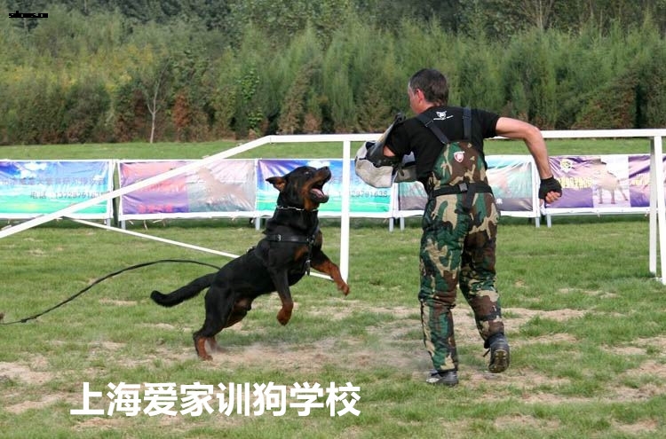 训狗,训狗基地,训狗学校,上海训狗学校.jpg