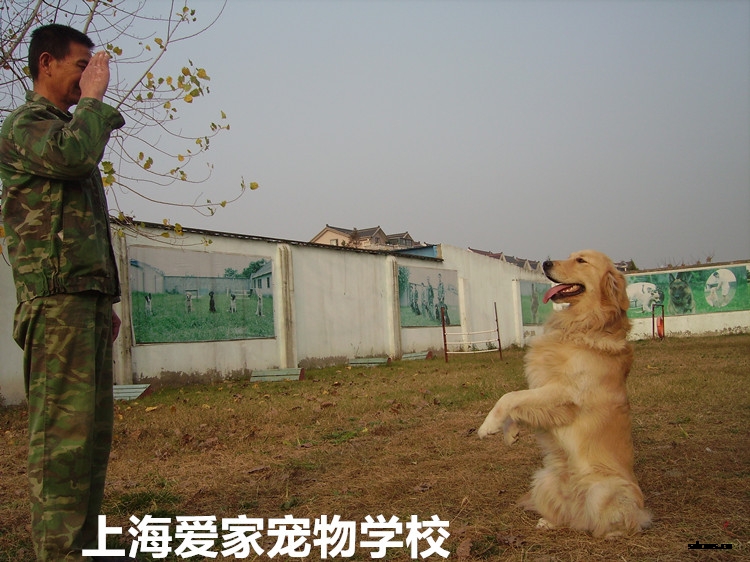 训狗基地,训狗学校,狗狗培训学校,训狗.jpg