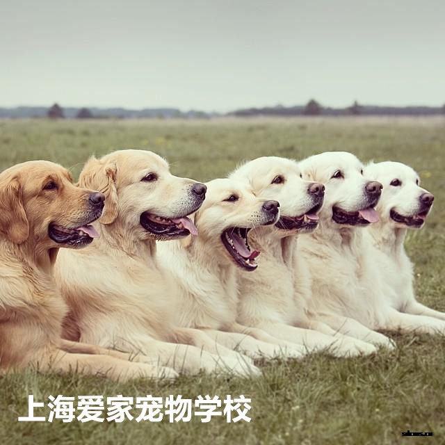 狗狗学校,宠物学校,上海爱家宠物学校,训犬基地.jpg