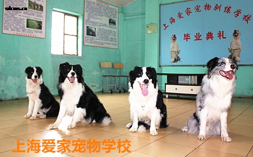 边境犬 边牧 训狗学校 上海训狗学校_副本.jpg
