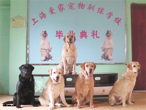 标准拉布拉多 导盲犬训练.jpg