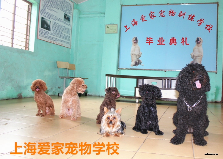宠物学校,宠物训练学校,上海爱家宠物训练学校.jpg