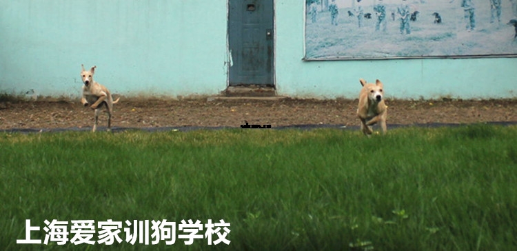 狗狗学校,训狗基地,爱家训狗.jpg