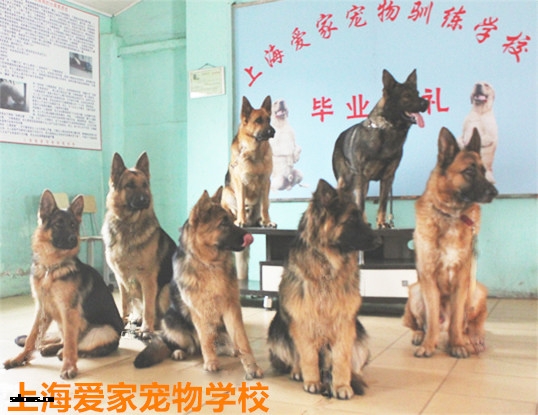 训犬基地 警犬训练基地 德牧基地_副本.jpg