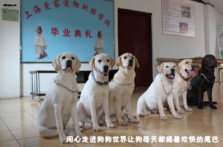 拉布拉多集体照900.jpg 拉布拉多集体照900.jpg