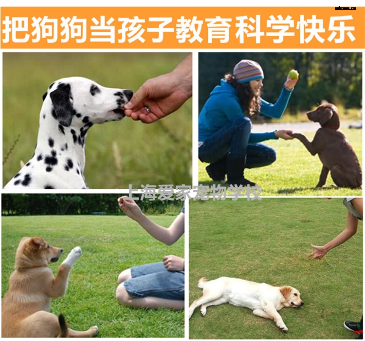 爱家训狗学校,狗狗培训基地.jpg