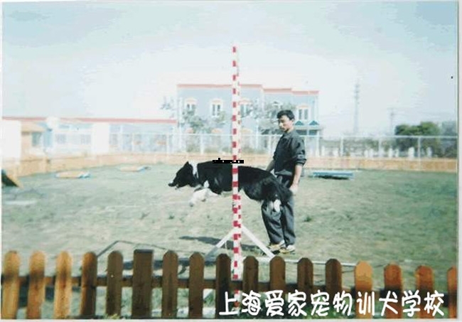 边境犬 训犬学校 上海训犬学校.jpg