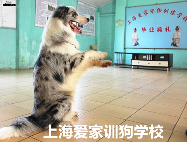 边境犬 训狗基地,上海训狗学校_副本.jpg