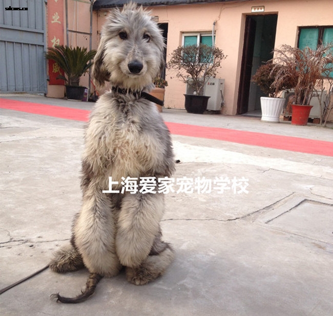 阿富汗犬狗狗毕业照_副本_副本.jpg