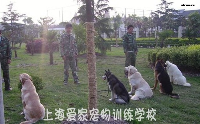 训狗 训狗学校 狗狗学校_副本.jpg