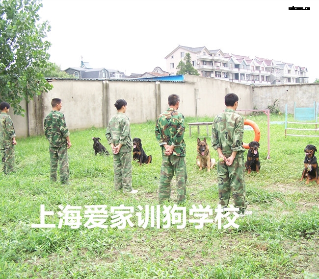 训狗学校.jpg