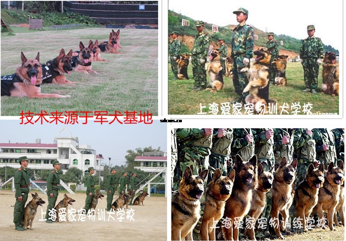 上海爱家训狗学校警犬训狗师.jpg