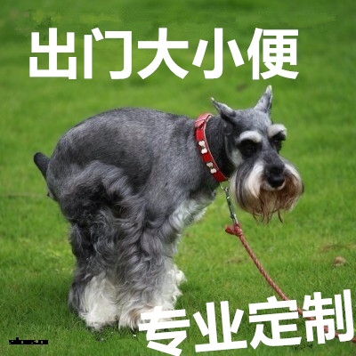 狗狗定点大小便训练.jpg