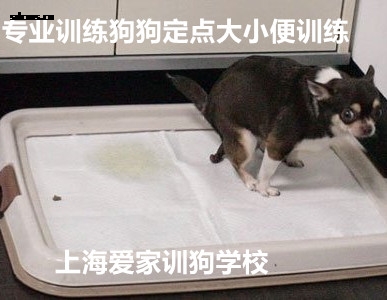 狗狗定点大小便.jpg