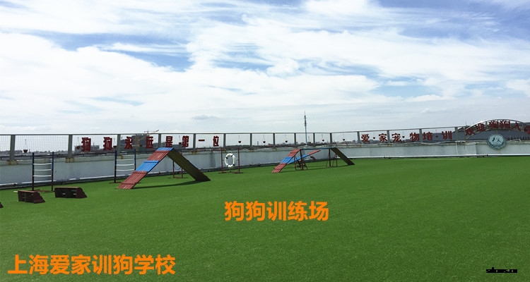 上海爱家训狗学校环境.jpg