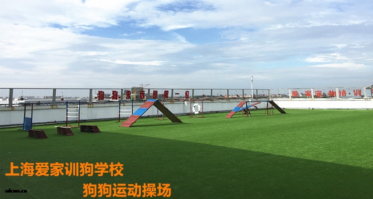 上海爱家训狗学校运动操场.jpg