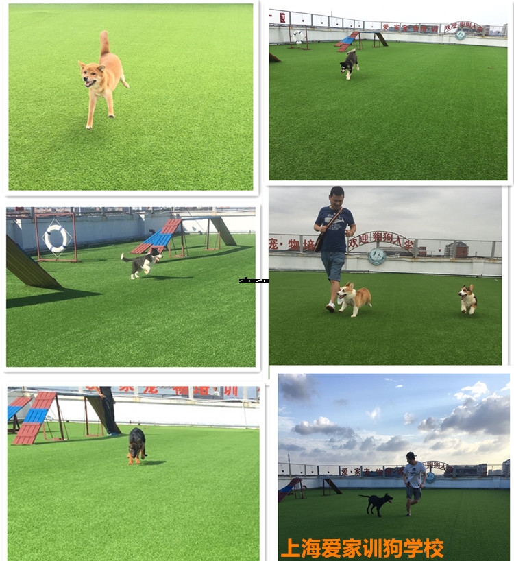 上海爱家训狗学校家长与狗狗运动.jpg 上海爱家训狗学校家长与狗狗运动.jpg
