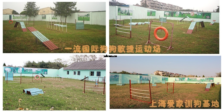 爱家训狗学校敏捷场组合图.jpg 爱家训狗学校敏捷场组合图.jpg