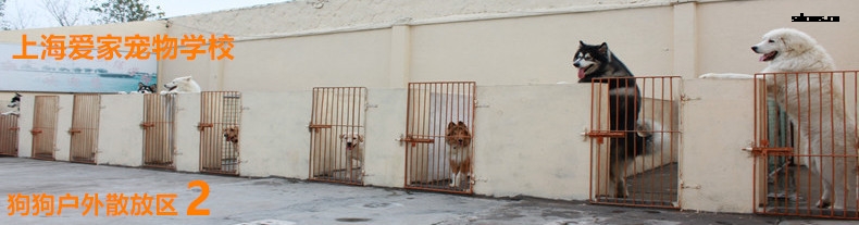 室外狗狗运动1.jpg