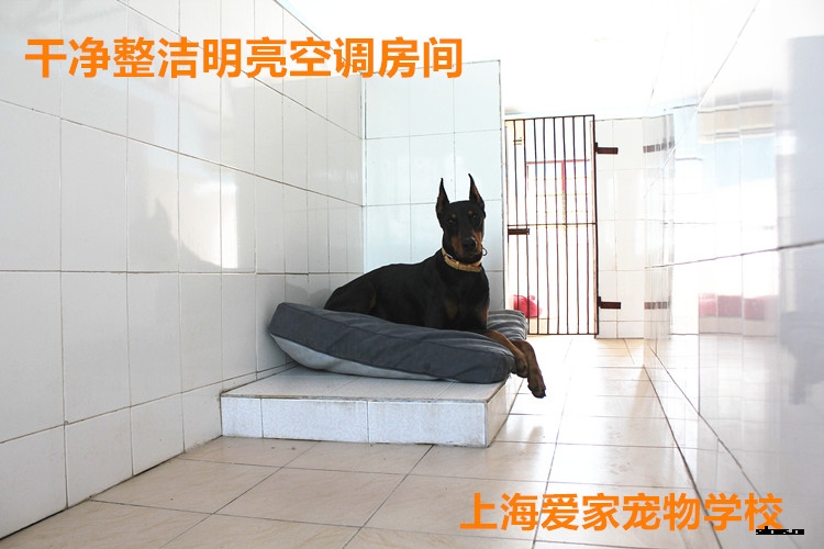 狗狗宿舍5.jpg 狗狗宿舍5.jpg