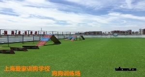 爱家训狗学校场地