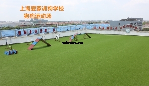 上海爱家训狗学校