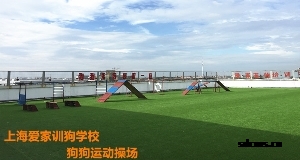 上海爱家训狗学校