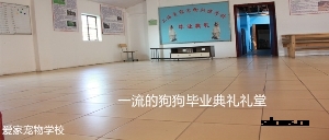 狗狗毕业训练室内
