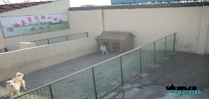 训狗室外独立运动