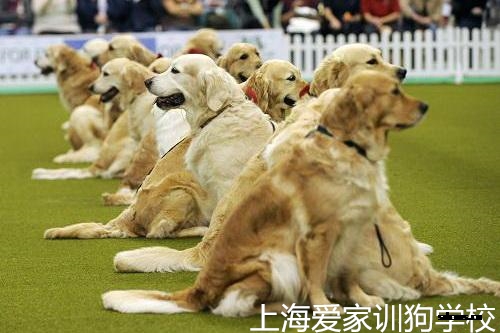 如何让狗狗平静下来?