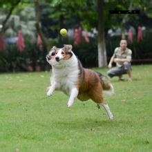狗狗训练内容主要有哪些？