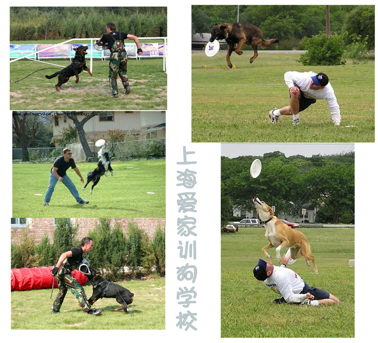 狗狗运动照70_副本.jpg 狗狗运动照70_副本.jpg