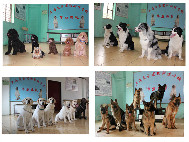 狗狗单品种专业训练.jpg 狗狗单品种专业训练.jpg