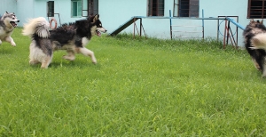 阿拉斯加自由运动