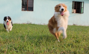 喜乐帝自由奔跑