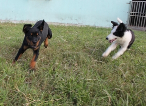 一家两口在学校自由运动