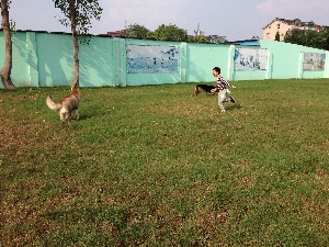 狗狗与小主人互动