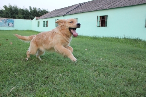 金毛犬运动奔跑